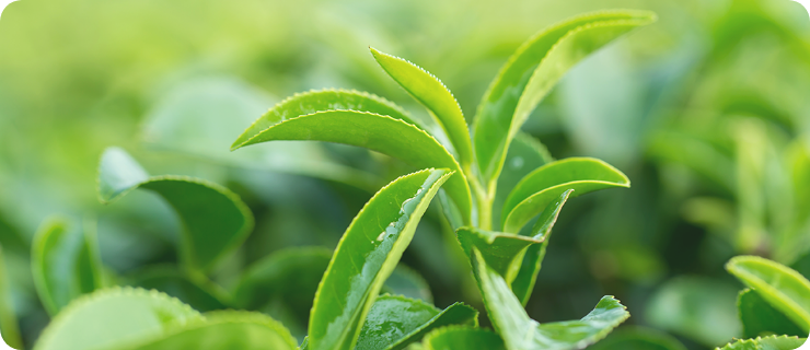 緑茶